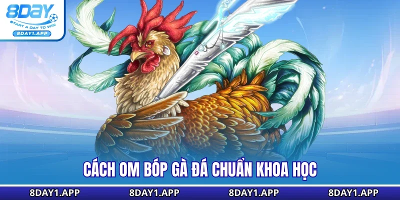 Cách om bóp gà đá chuẩn khoa học