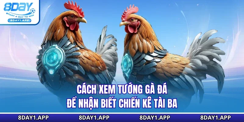 cách xem tướng gà đá