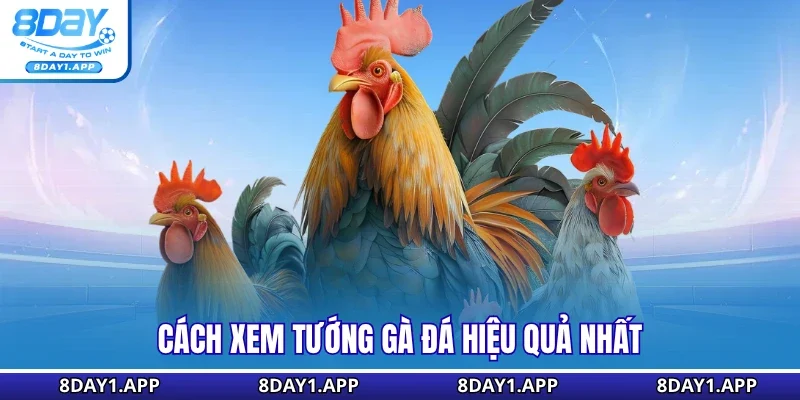 Cách xem tướng gà đá hiệu quả nhất