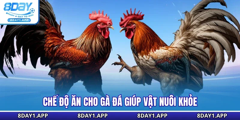 Chế độ ăn cho gà đá giúp vật nuôi khỏe