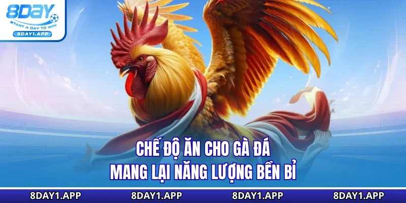 Chế độ ăn cho gà đá