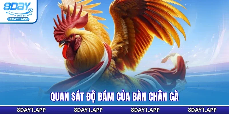 Quan sát độ bám của bàn chân gà