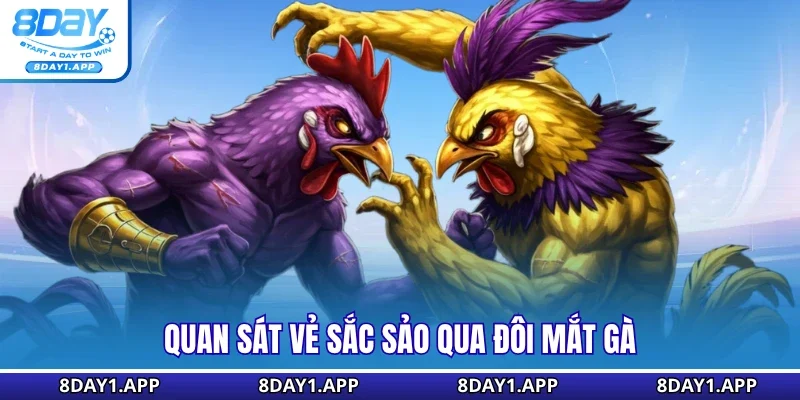 Quan sát vẻ sắc sảo qua đôi mắt gà