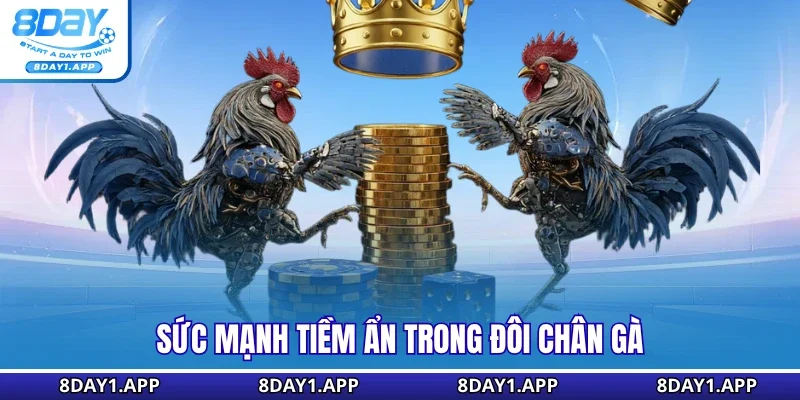 Sức mạnh tiềm ẩn trong đôi chân gà